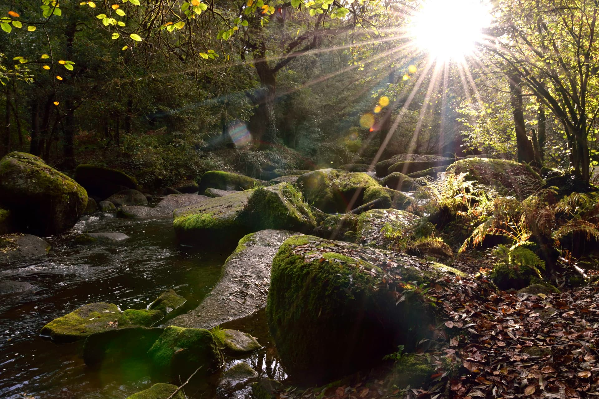 Sunlit forest stream flowing over moss-covered rocks, ferns, and autumn leaves with bright rays filtering through the trees